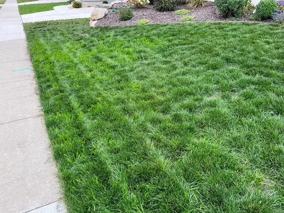 Scotts Turf Builder Grass Seed Tall Fescue Mix