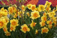 Light Yellow Daffodil Flower Seeds for Planting â€“ Non-GMO, Heirloom Quality