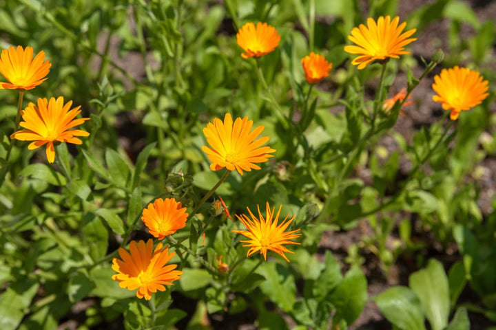 Heirloom Non-GMO Autumn Sowing Flower Seeds for Planting – Cool Season Hardy Garden Blooms