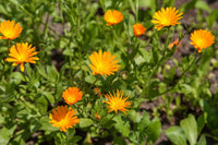 Heirloom Non-GMO Autumn Sowing Flower Seeds for Planting – Cool Season Hardy Garden Blooms