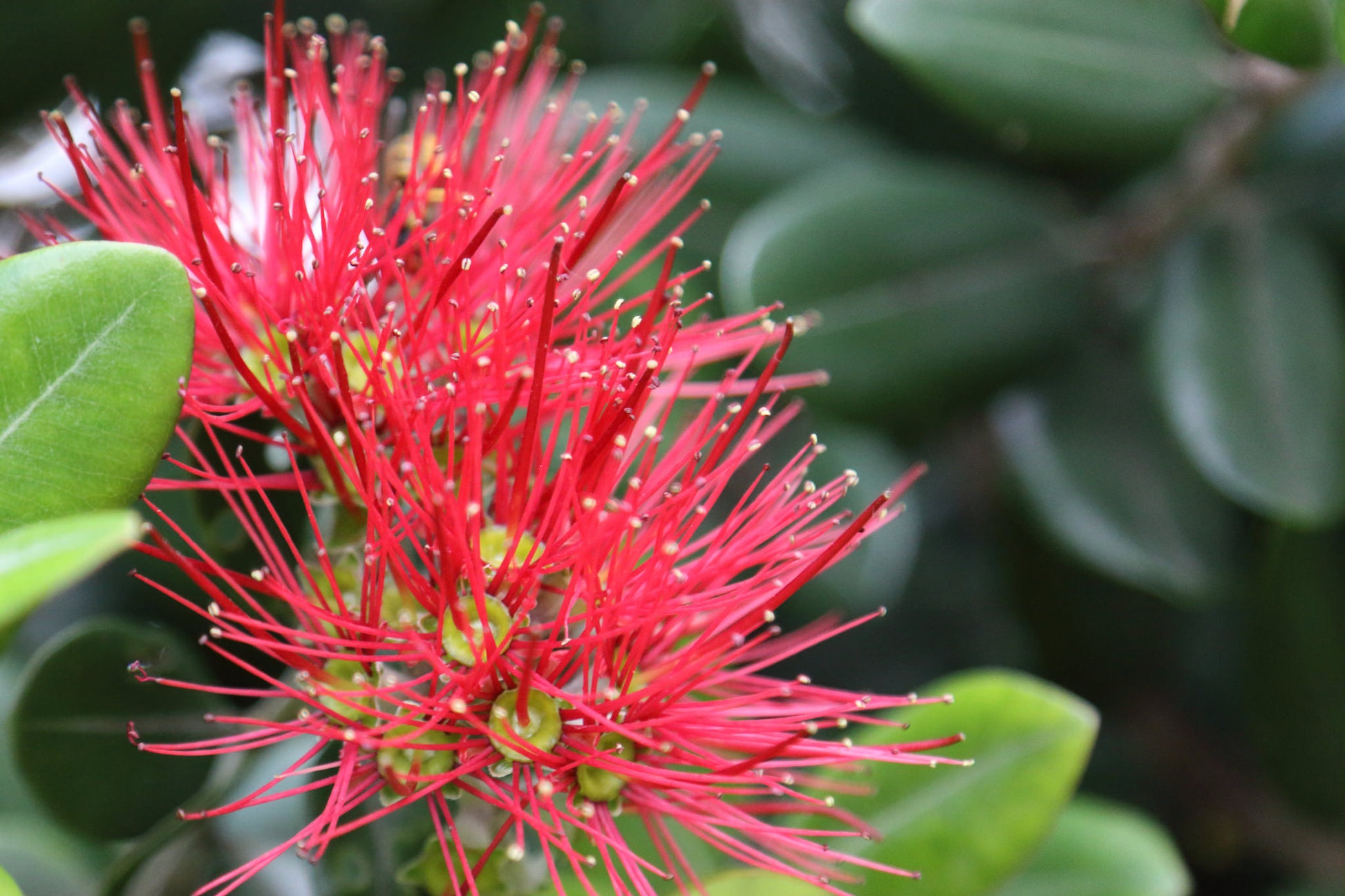 Red Pohutukawa Flower Seeds for Planting - 100 pcs