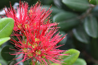 Red Pohutukawa Flower Seeds for Planting - 100 pcs