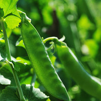 Oregon Sugar Pod II Pea Seeds for Planting heirloom & Non-GMO Seeds