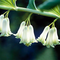 Polygonatum Canaliculatum Flower Seeds for planting in home garden