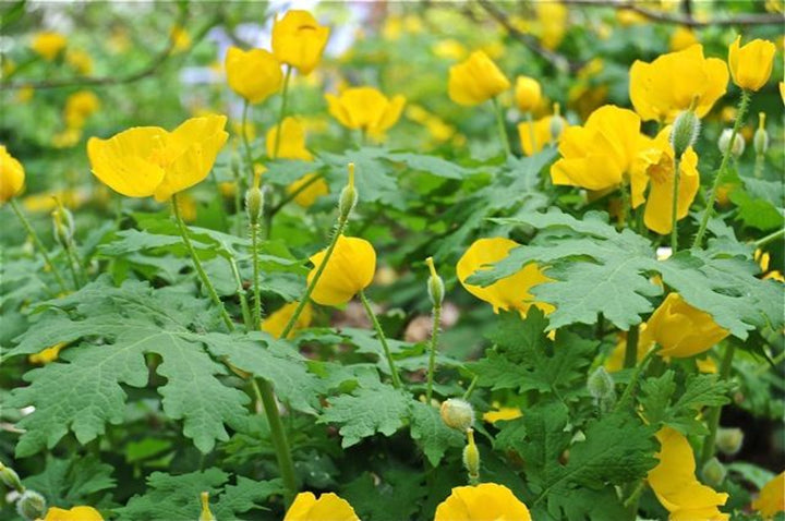 Stylophorum Lasiocarpum Flower Seeds for Planting, Heirloom, Non-GMO, 100 pcs