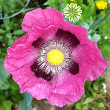 Pepperbox Flower Seeds, Heirloom, Non-GMO Seeds for Planting - Flower for planting in home garden