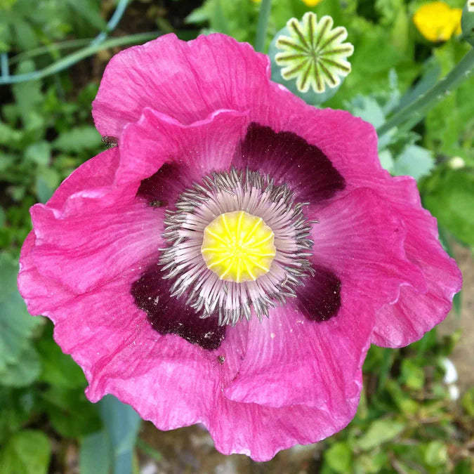 Pepperbox Flower Seeds, Heirloom, Non-GMO Seeds for Planting - Flower for planting in home garden