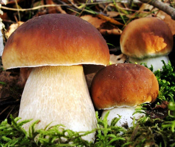 Porcini mushroom spawn prepared for home cultivation.