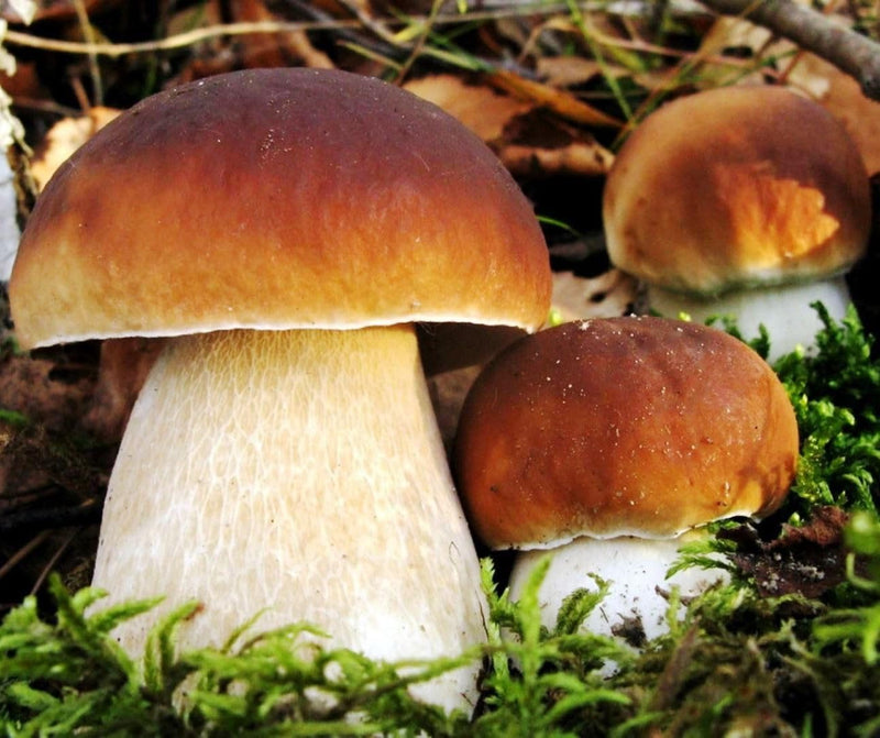 Porcini mushroom spawn prepared for home cultivation.