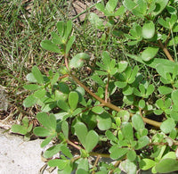 Purslane Duckweed Little Hogweed Seeds – Leafy Garden Plant for Home Growing