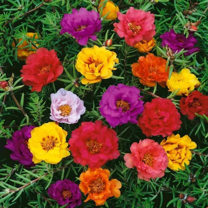 Mixed Portulaca Flower Seeds for Planting, 100 pcs