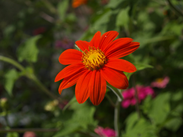Heirloom Non-GMO Menzies Burnet Flower Seeds for Planting – Hardy Pollinator Blooms
