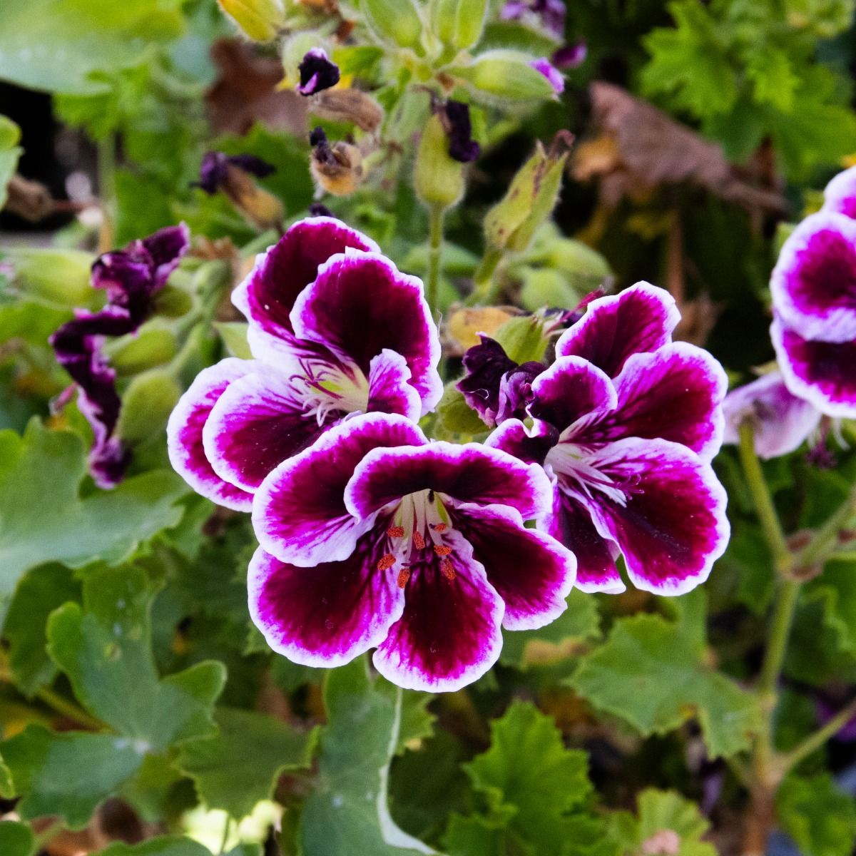 Organic Heirloom Mixed Regal Pelargonium Flower Seeds – Non-GMO Garden Seeds for Planting