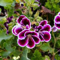Organic Heirloom Mixed Regal Pelargonium Flower Seeds – Non-GMO Garden Seeds for Planting
