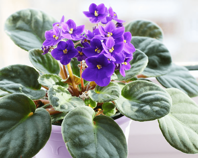 Heirloom African Violet Seeds – Non-GMO Flower Seeds for Planting Colorful Indoor Blooms