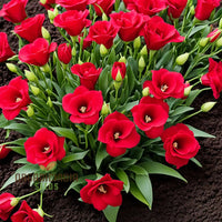 Lisianthus Red Flower Seeds for Planting - Heirloom, NON-GMO, Easy to Grow Garden Blooms seeds for planting in home garden