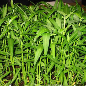 Premium Water Spinach seeds for home vegetable garden planting