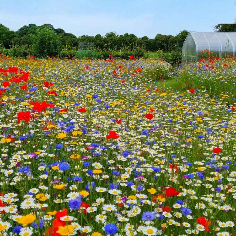 Premium Wildflower Seed Mix for colorful outdoor garden planting.