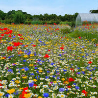 Premium Wildflower Seed Mix for colorful outdoor garden planting.