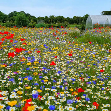 Premium Wildflower Seed Mix for colorful outdoor garden planting.