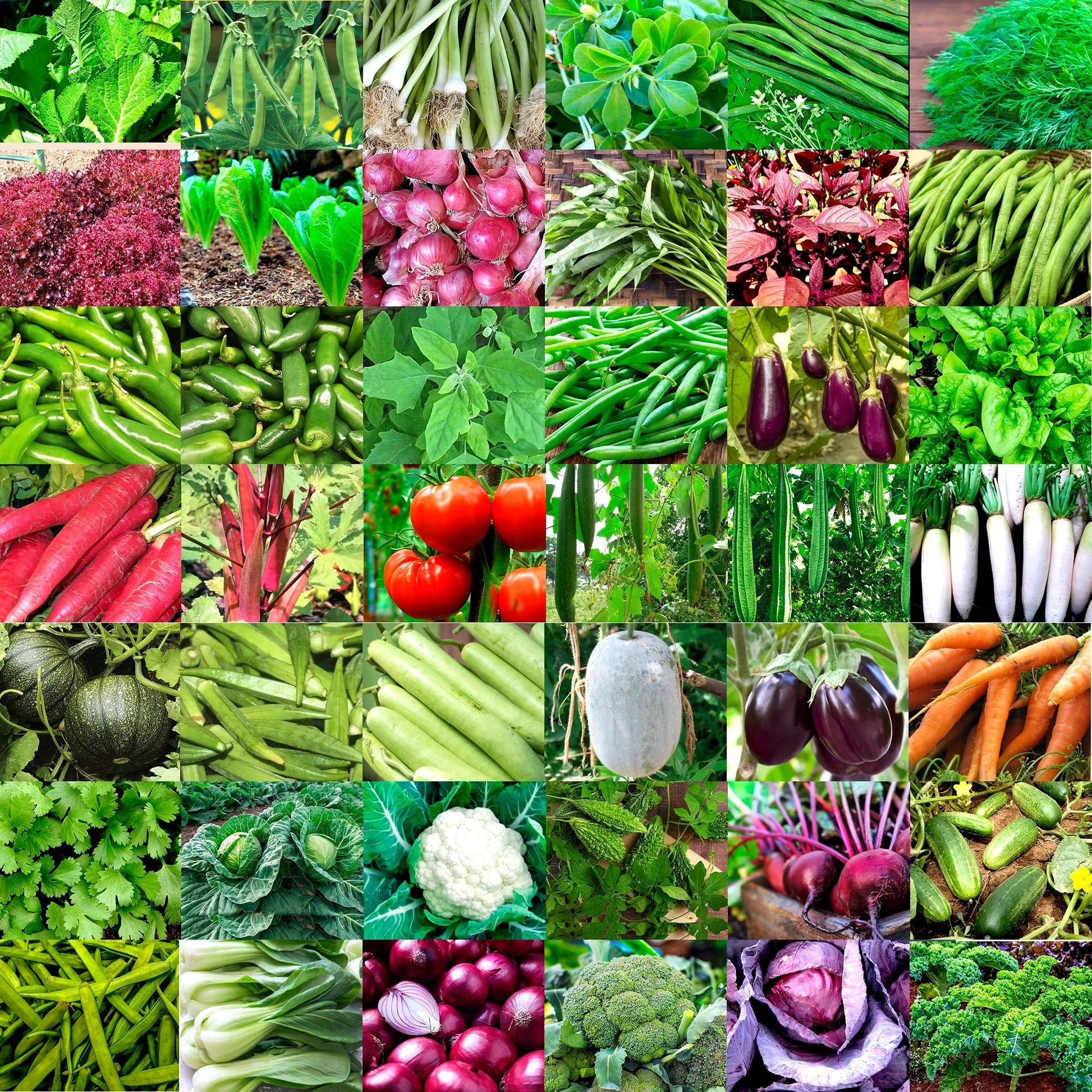 Mixed Garden Seed Collection – 32 Heirloom & Non-GMO Seed Varieties for Planting