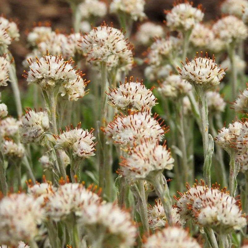 Heirloom Non-GMO Pussytoes Flower Seeds for Planting – Soft Native Wildflower Blooming Seeds