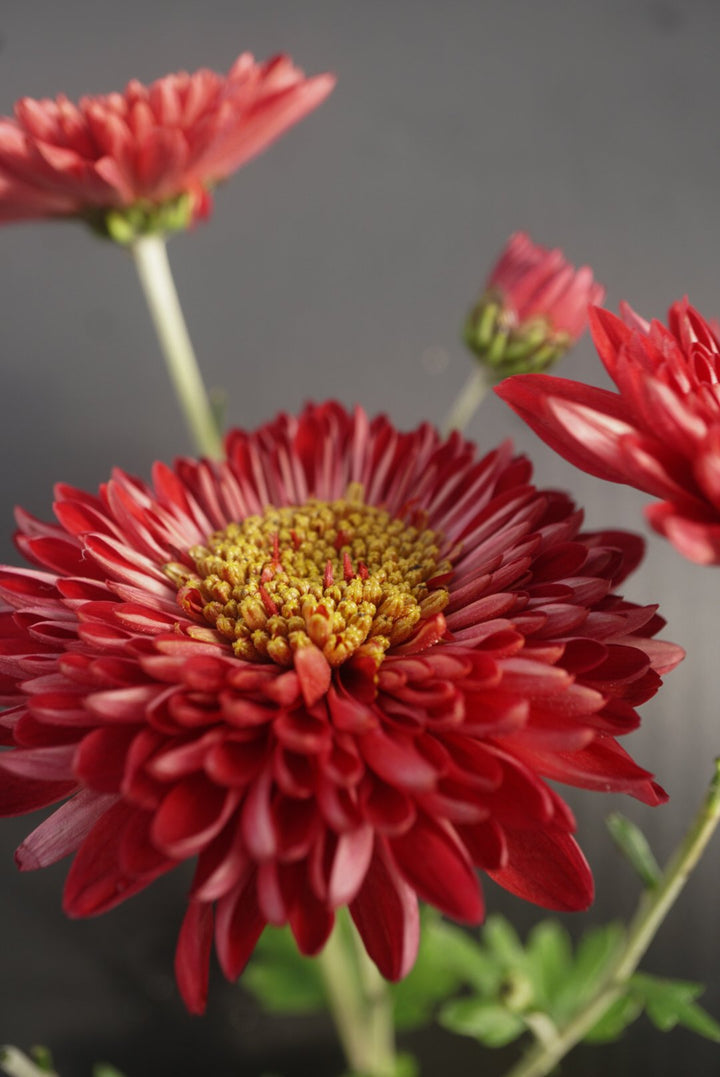 Heirloom Non-GMO Red Chrysanthemum Flower Seeds for Planting ƒ?? Bold Autumn Garden Blooms
