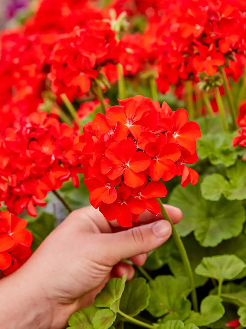 Heirloom Non-GMO Maverick Scarlet Flower Seeds for Planting – Bold Red Ornamental Garden Blooms - Non-GMO for planting in home garden