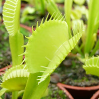 Green Venus Flytrap Live Carnivorous Plant for Insect Control & Home Decor