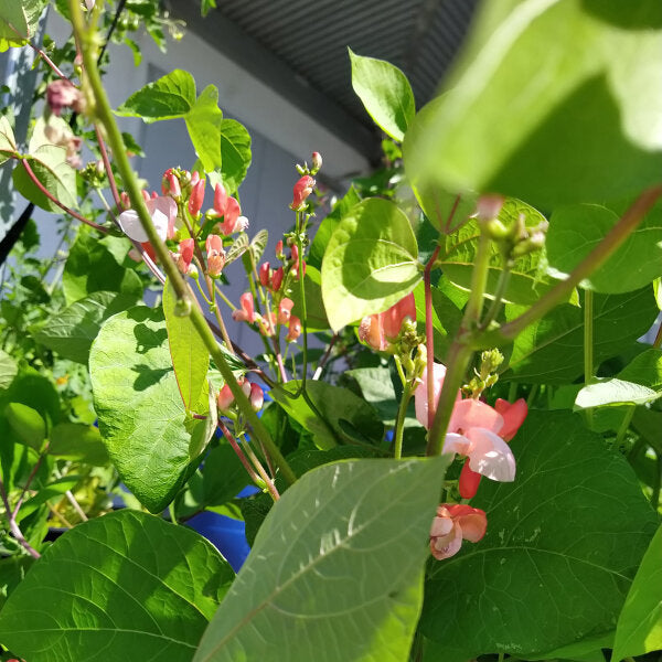 Bean Hestia Flower Seeds – Heirloom Non-GMO Seeds for Compact and Edible Ornamental Garden Planting