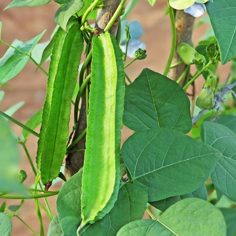 Psophocarpus tetragonolobus seeds for growing climbing vegetable plants in kitchen gardens.
