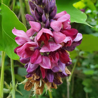 Kudzu Pueraria Lobata Plant Seeds for Planting - Heirloom and Non-GMO Garden Seeds