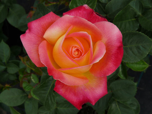 Bonsai Rose Flower Seeds for Planting – 100 pcs, Heirloom, Non-GMO Garden Seeds