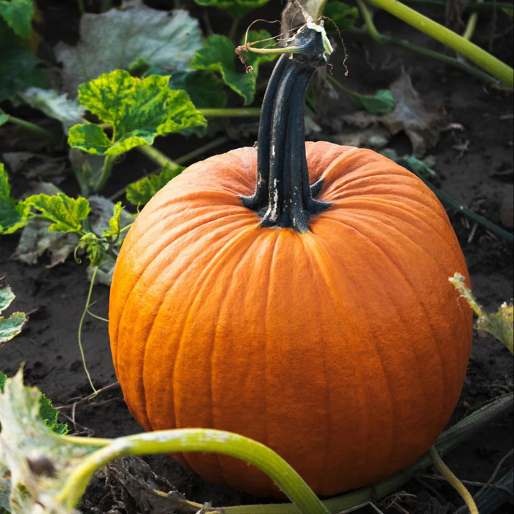 Sugar Pumpkin Fruit Seeds