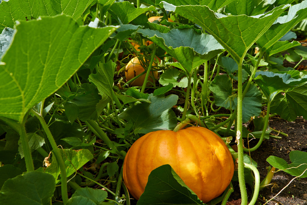 Montana Jack Pumpkin Seeds for Home Garden Planting | Heirloom Non-GMO
