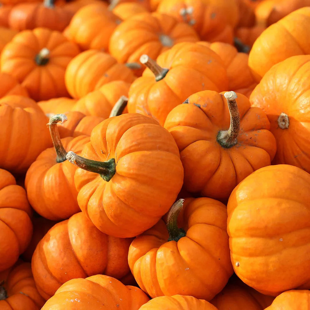 Miniature Jack Be Little Pumpkin Vegetable Seeds