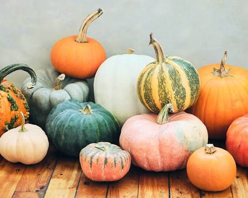 Healthy pumpkin vines growing in an outdoor garden