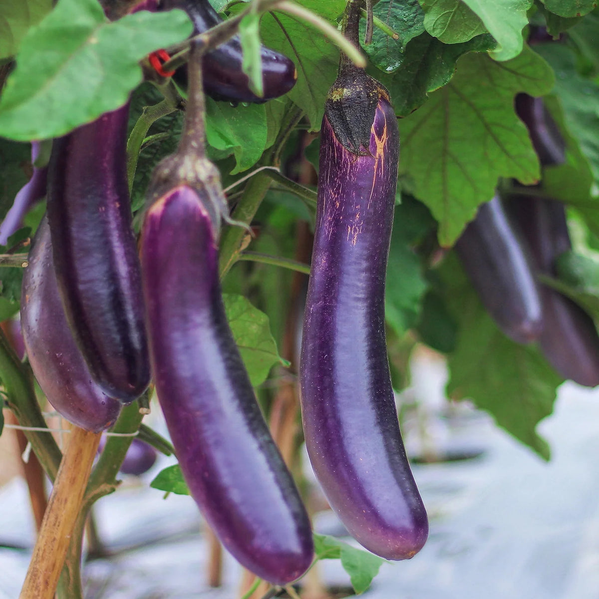 Millionaire Purple Hybrid Eggplant Seeds for Planting