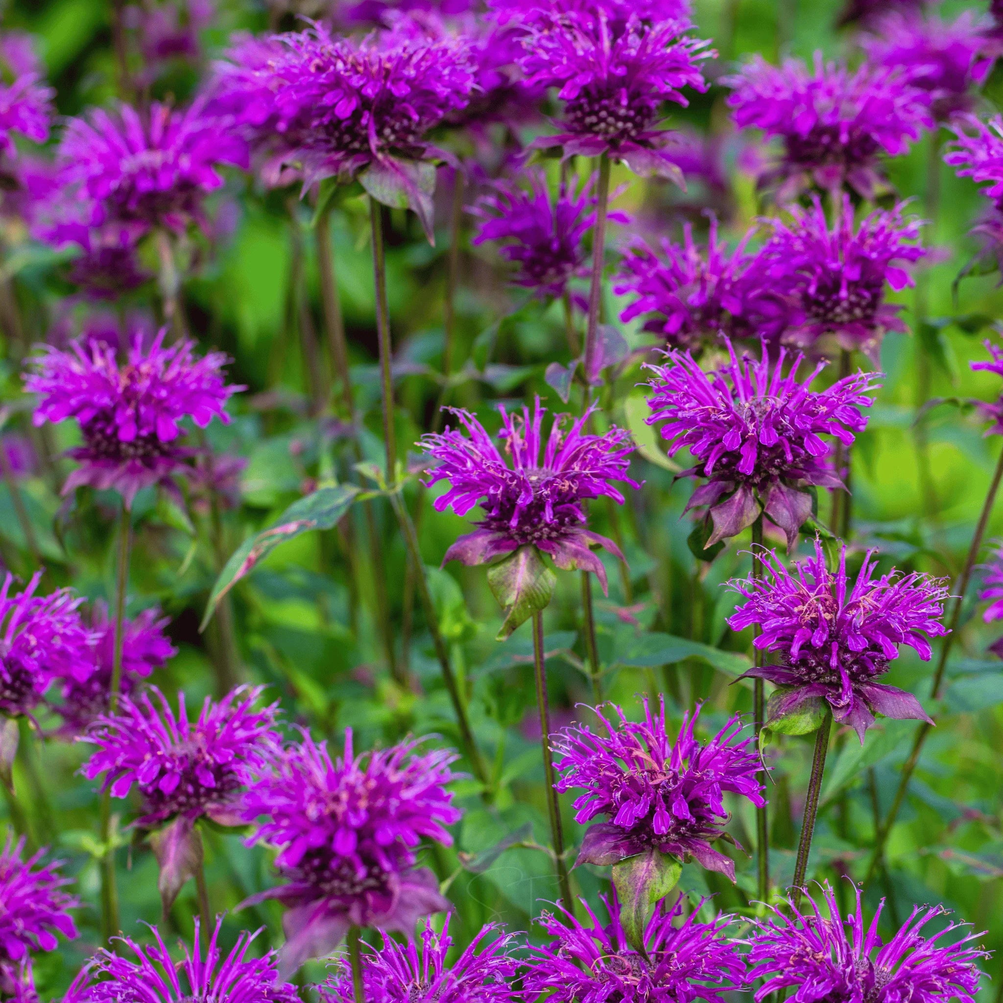 Mix Bergamot Flower Seeds for Planting, Heirloom, Non-GMO Seeds