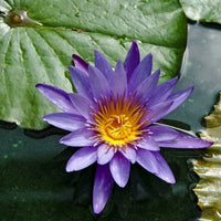 Purple Lotus flower seeds for planting in ponds and water gardens.