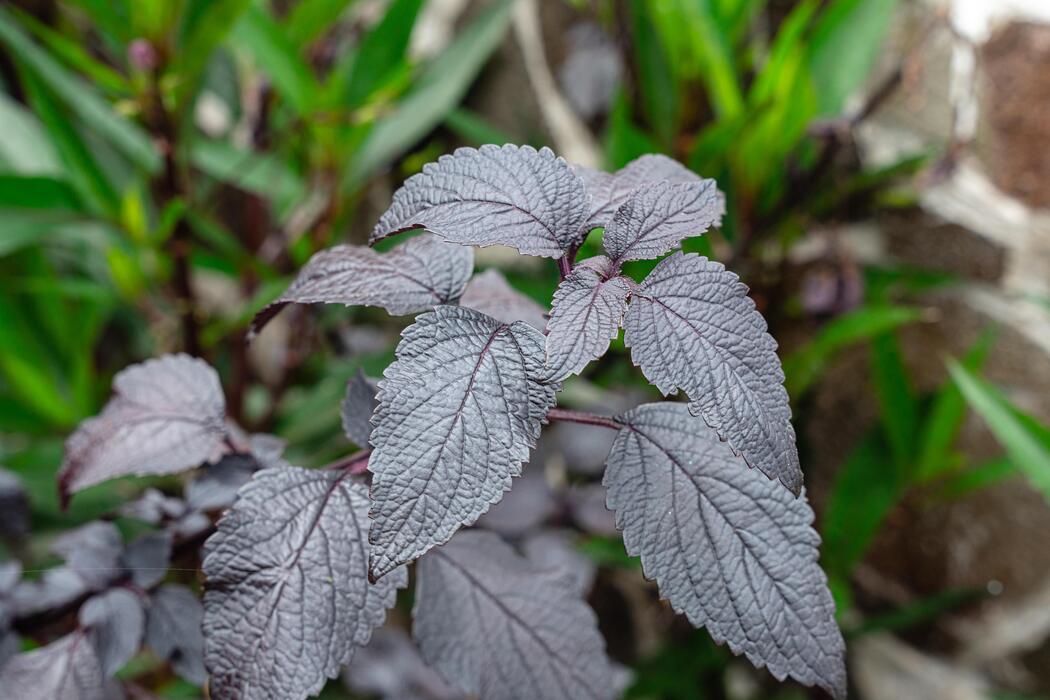 Purple Perilla Mint Herbal Seeds for Planting heirloom & Non-GMO Seeds