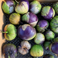 Purple Physalis seeds for home garden planting