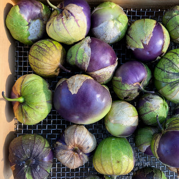 Purple Physalis seeds for home garden planting