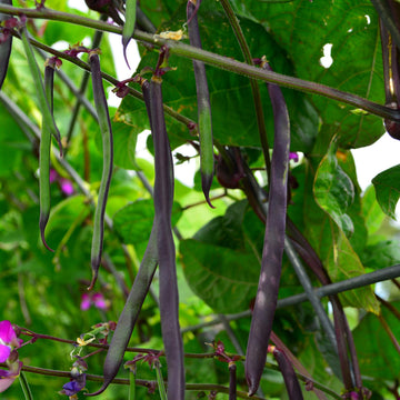 Purple Podded Pole Bean heirloom seeds for home garden planting