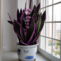 Purple Sansevieria plant seeds for indoor and outdoor ornamental gardening