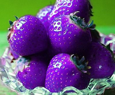 Purple strawberry Fragaria seeds for berry garden