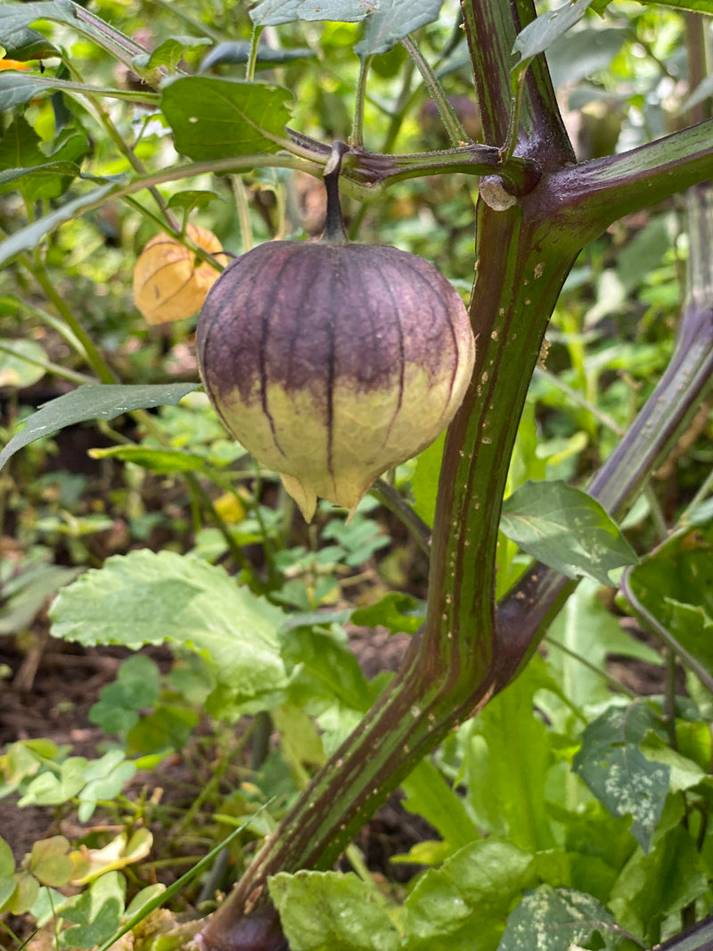 Organic Purple Tomatillo Seeds for Planting heirloom & Non-GMO Seeds