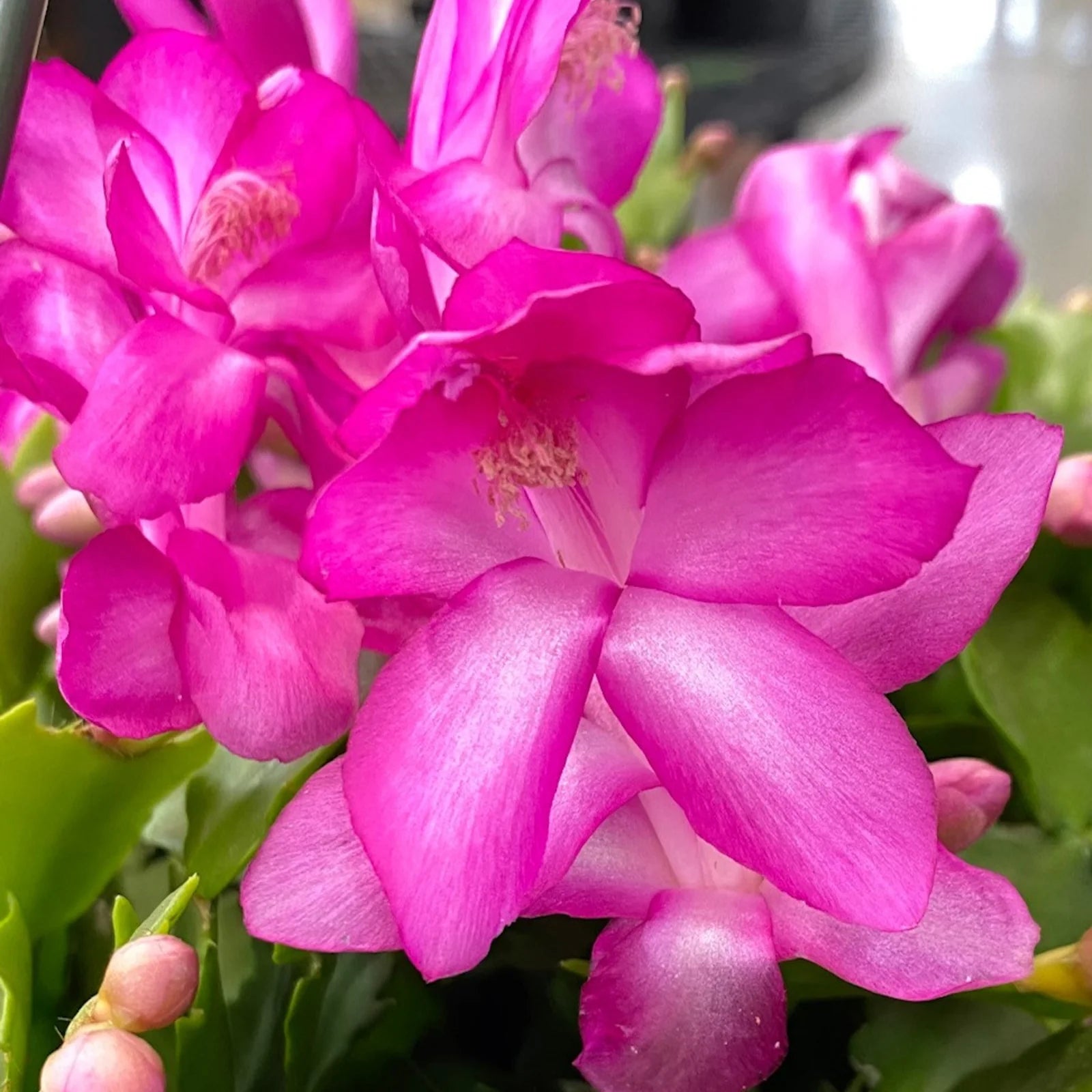 Indoor Purple Christmas Cactus houseplant displayed on a bright windowsill.