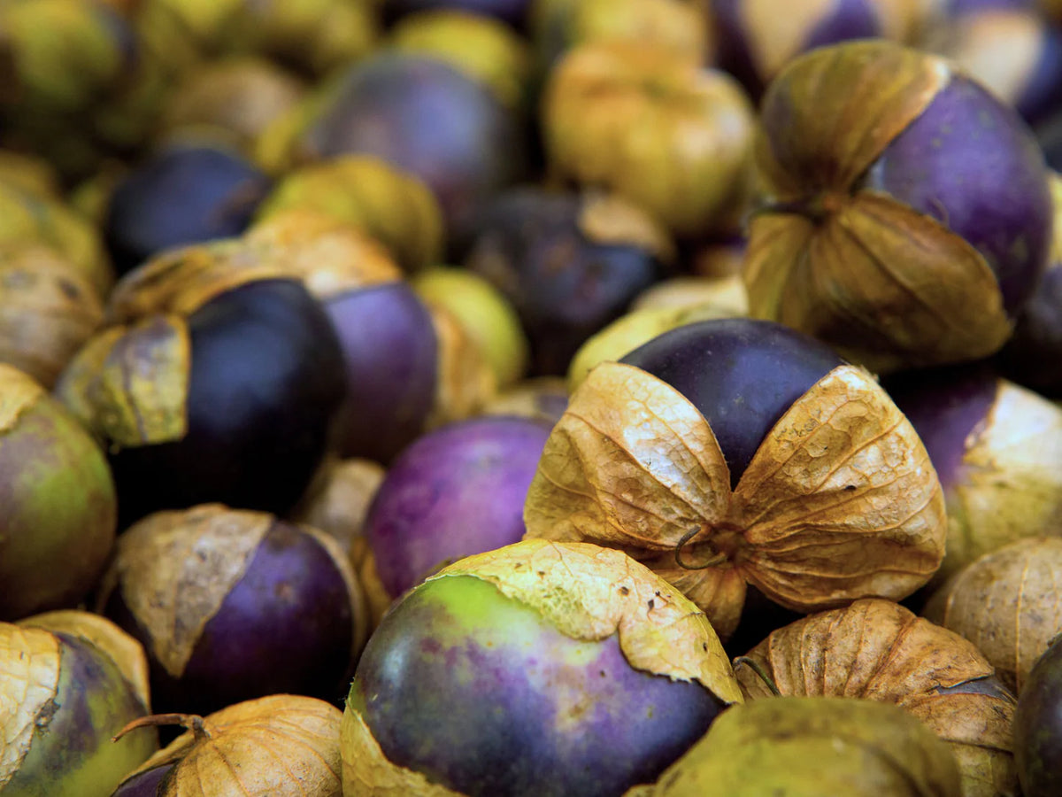 Organic Purple Tomatillo Seeds for Planting heirloom & Non-GMO Seeds