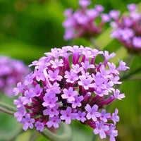 Organic Violet Verbena Plant Seeds for Planting – Heirloom, Non-GMO Garden Seeds
